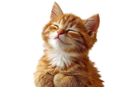 [Transparent Background PNG]Adorable Ginger Kitten Close-up