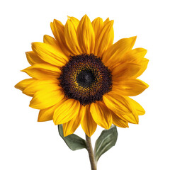 Fototapeta premium Bright yellow sunflower with dark center in full bloom on transparent background