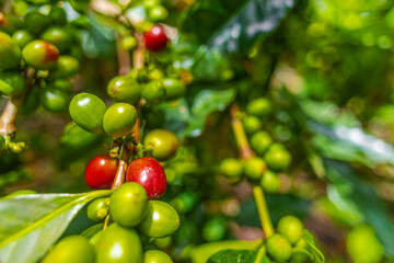 Organic Colombian coffee with farmers picking on the farm. harvesting robusta and arabica coffee berries by farmers hands, worker harvests arabica coffee berries on its branch, harvest concept.