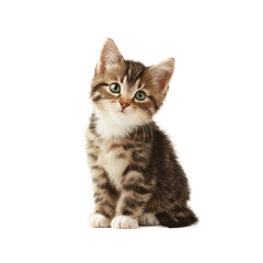 Obraz premium [Transparent Background PNG]Adorable Kitten Portrait Against White Background