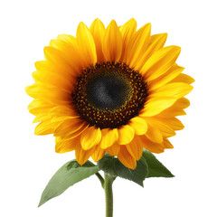 Bright yellow sunflower with dark center in full bloom on transparent background