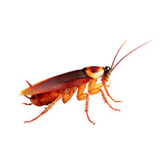 [Transparent Background PNG]Close-up of a Cockroach on a White Background