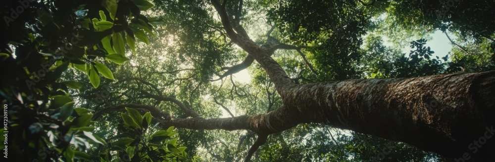 Fototapete sunlight filters through lush green canopy, illuminating the massive trunk and branches of a large t