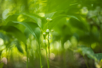Lily of the valley - Convallaria majalis - white flower with green leaves in the forest. Beautiful bokeh. Poisonous flower