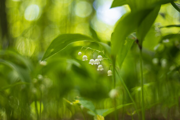 Lily of the valley - Convallaria majalis - white flower with green leaves in the forest. Beautiful bokeh. Poisonous flower