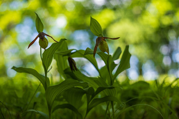 Beautiful rare flower orchid Slipper orchid - Cypripedium calceolus in the wild