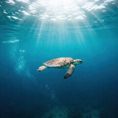 Obraz premium Sea Turtle Gliding Underwater in Deep Blue Ocean with Sunlight Rays – World Turtle Day | World Sea Turtle Day | Sea Turtle | Save Turtle | 4K HD High Quality Turtle Laptop Desktop Wallpaper Background