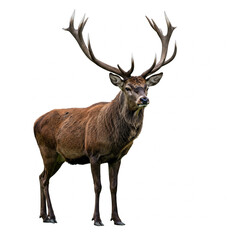 Obraz premium Majestic red deer stag, known as the Monarch of the Glen, isolated on a white background