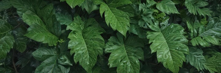 Close-up of vibrant green leaves, showing intricate vein details , vein, growth, jungle