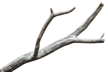 Dry tree branch isolated on white background PNG