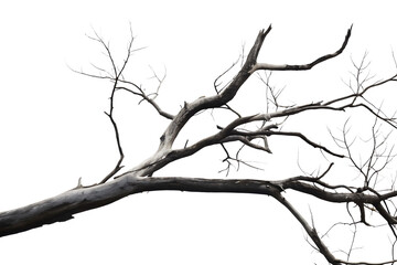 Dry tree branch isolated on white background PNG