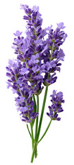 Sprig of Lavender with Delicate Purple Flowers on Transparent Background
