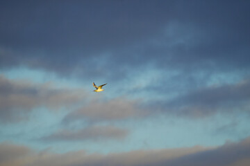 a seagull flies in the sky