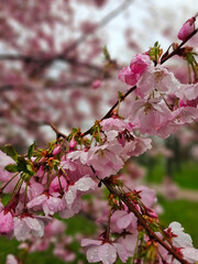 Branch with sakura flowers. Cherry blossom