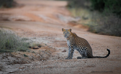 Leopard on the road in an early morning.