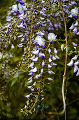 Blooming spring purple wisteria	