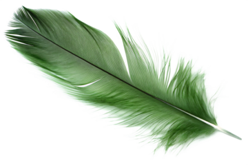 Feather isolated on white background PNG