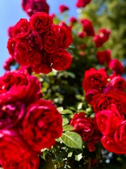 Obraz premium bunch of red roses