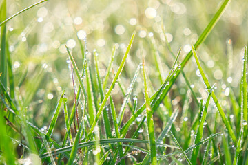 Fresh green grass blades glisten with dewdrops in the natural morning light
