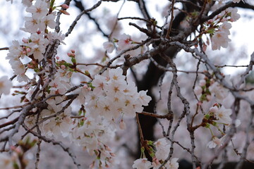 桜