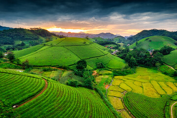 Lush green Long Coc tea plantation hill during harvest in the evening