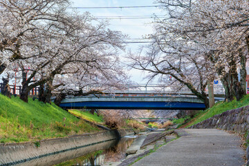 Cherry blossom or sakura tree blooming along canal with the bridge during springtime