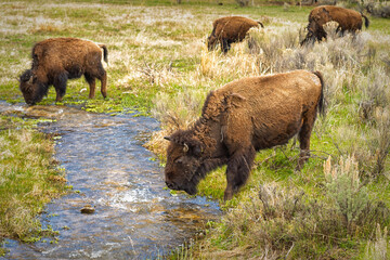 Buffalo grazing and drinking.