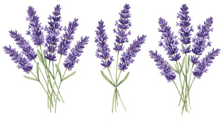 Naklejka premium Lavender flower bunch botanical illustration artwork