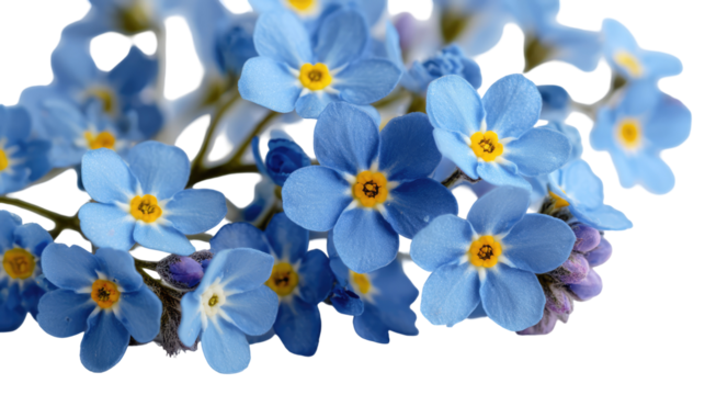 Cluster of tiny blue forget-me-not flowers with yellow centers on transparent background