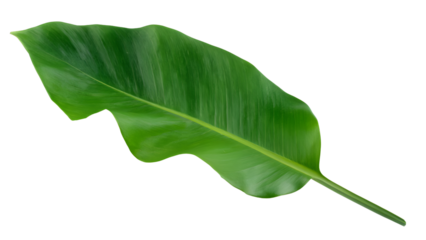 Tropical green palm leaf cut out	