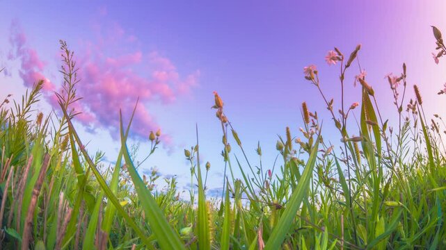 Meadow wild flowers during sunset Time Lapse, Time-lapse. Slider Hyperlapse. Meadow grassland at evening sunset time