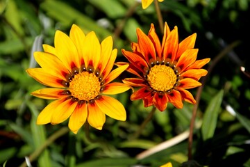 Obraz premium planta flor gazânia - Gazania rigens 