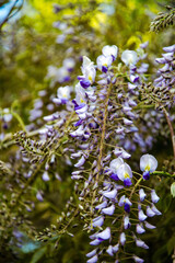 Blooming spring purple wisteria