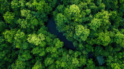 Naklejka premium Aerial view of lush green mangrove forest with a dark, winding river snaking through the dense canopy, showcasing vibrant foliage and natural beauty. : Generative AI