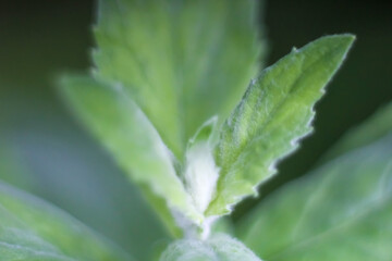 Close-up of fresh mint leaves in garden. Soft focus, blur.