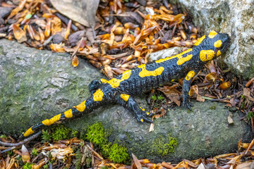 Fire salamander walking on the ground in forest closeup.