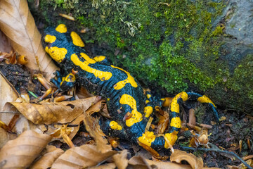 Fire salamander walking on the ground in forest closeup.