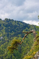 View from the top of Sokolica in Pieniny. Poland. Famous pine tree broken.