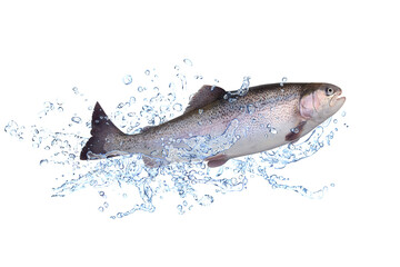 Fische 193