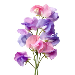 Obraz premium Soft Lavender and Pink Sweet Pea Flowers in Gentle Bunch on Transparent Background