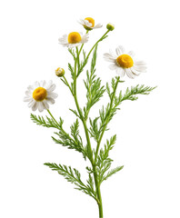 Obraz premium Beautiful white chamomile flowers blooming isolated on studio shot detailed green leaves floral on transparent background herb stem