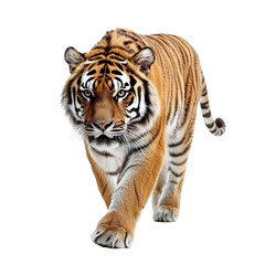 Naklejka premium Siberian Tiger Walking Isolated on White Background High Fidelity Image