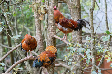 free range rooster on the farm