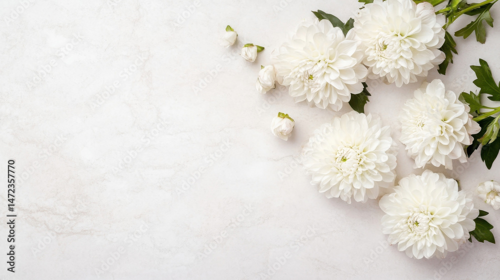 Poster Elegant arrangement of white dahlias and buds on a light marble surface, creating a serene and minimalist floral composition. : Generative AI