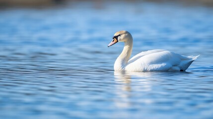 Fototapeta premium A graceful white swan glides serenely across a calm, blue lake, its reflection mirroring the tranquil scene. The sunlit water shimmers gently, creating a peaceful and picturesque mome : Generative AI