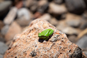 Grenouille sur caillou