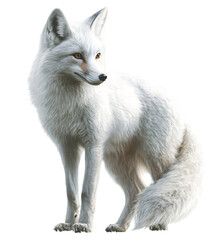 Obraz premium Arctic fox sitting, white fur, wildlife