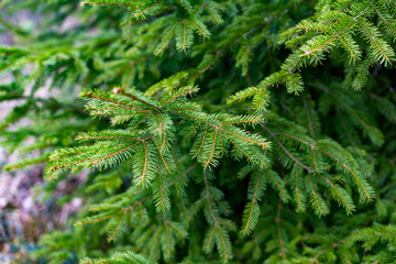Close-up of vibrant green spruce branches with sharp needles