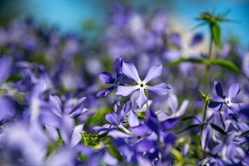 Fragrant blue matthiola, evening stock, flowers in the garden	