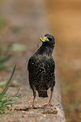 Common starling (Sturnus vulgaris) with caterpillars in its beak.